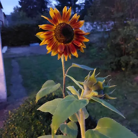 Haus Waldblick Appartement Daun