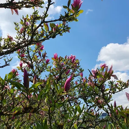 Lejlighed Haus Waldblick *