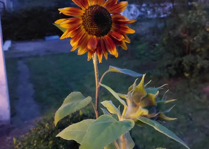 Haus Waldblick Apartamento Daun